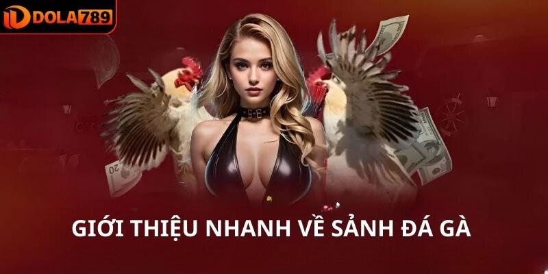 Giới thiệu nhanh về sảnh đá gà